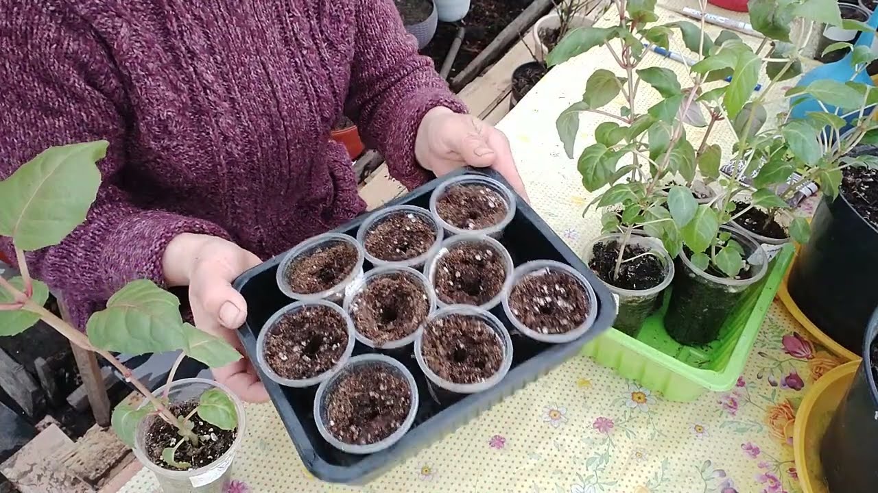 ФУКСИЯ .КАК ФОРМИРОВАТЬ ЧЕРЕНКИ ФУКСИИ? 🤔