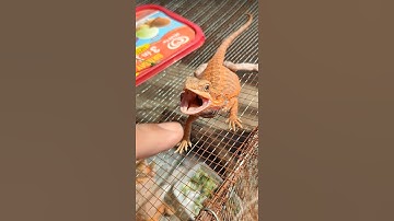 angry Bearded Dragon bite me😭😭😭