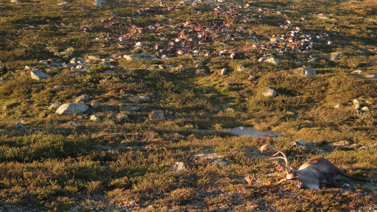 More than 300 reindeer found dead in Norway - YouTube