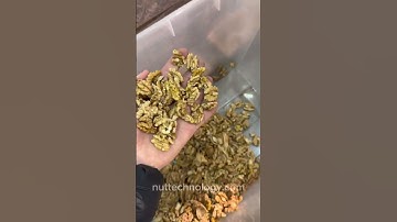 Vibrating sieve with aspiration for sorting walnuts (500 kg/h)