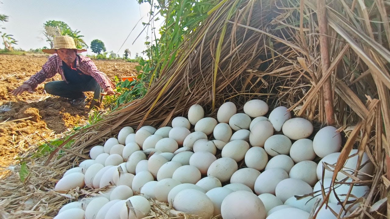 wow amazing, farmer pick eggs duck in the grass at field pick by hand ...