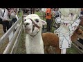 [4K画質] アルパカとけものフレンズパネル (千葉市動物公園)