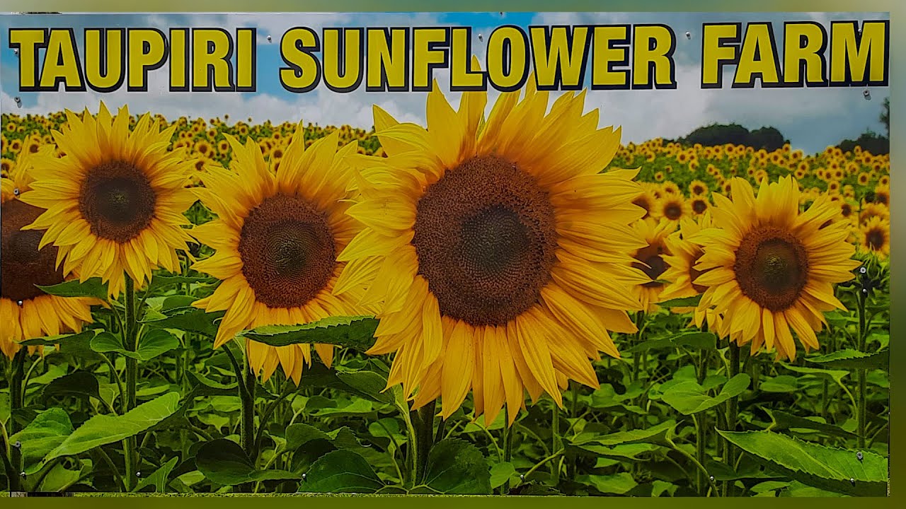 Taupiri Sunflower Garden සූර්යකාන්ත මල් උයන YouTube