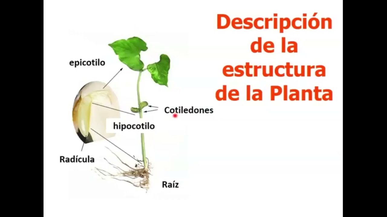 Cosas que necesitan las plantas para vivir