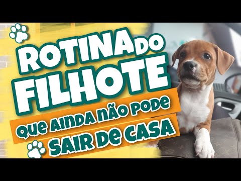 Vídeo: A luta do gato de encontro a Lisa Vanderpump segue sobre alegações da fraude da caridade do cão