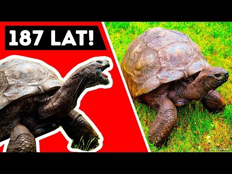 Wideo: Jak Długo żyją żółwie Olbrzymie?