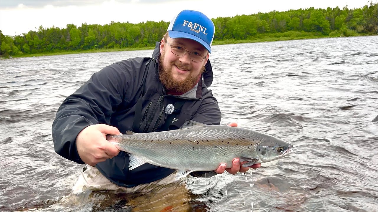 Fly Fishing For Atlantic Salmon FRESH Out Of The Ocean ! - Newfoundland