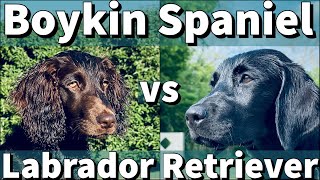 Labrador Retriever & Boykin Spaniel | Puppy Training Comparison