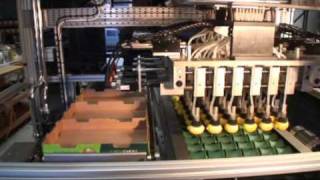 Stroba - Kiwifruit, Lemons Automatic Tray Packing