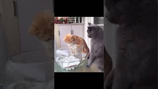 FUNNY ANIMAL MEMES I FOUND ON THE INTERNET PART 3 #funny #viral