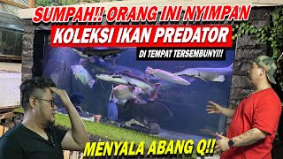 MEGATANK TAK LAZIM !!! IKAN PREDATOR MONSTER 1,3 M BERUJUNG ARAPAIMA MENGAMUK !!!