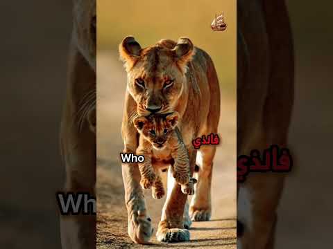 القلوب التي جبرتها هي ما يهم لا عدد التصفيق كلام من ذهب فيديوهات ملهمة ابلور حكمة اليوم