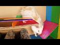 🐹There is a five-layer vertical maze. Can the little hamster complete it successfully?