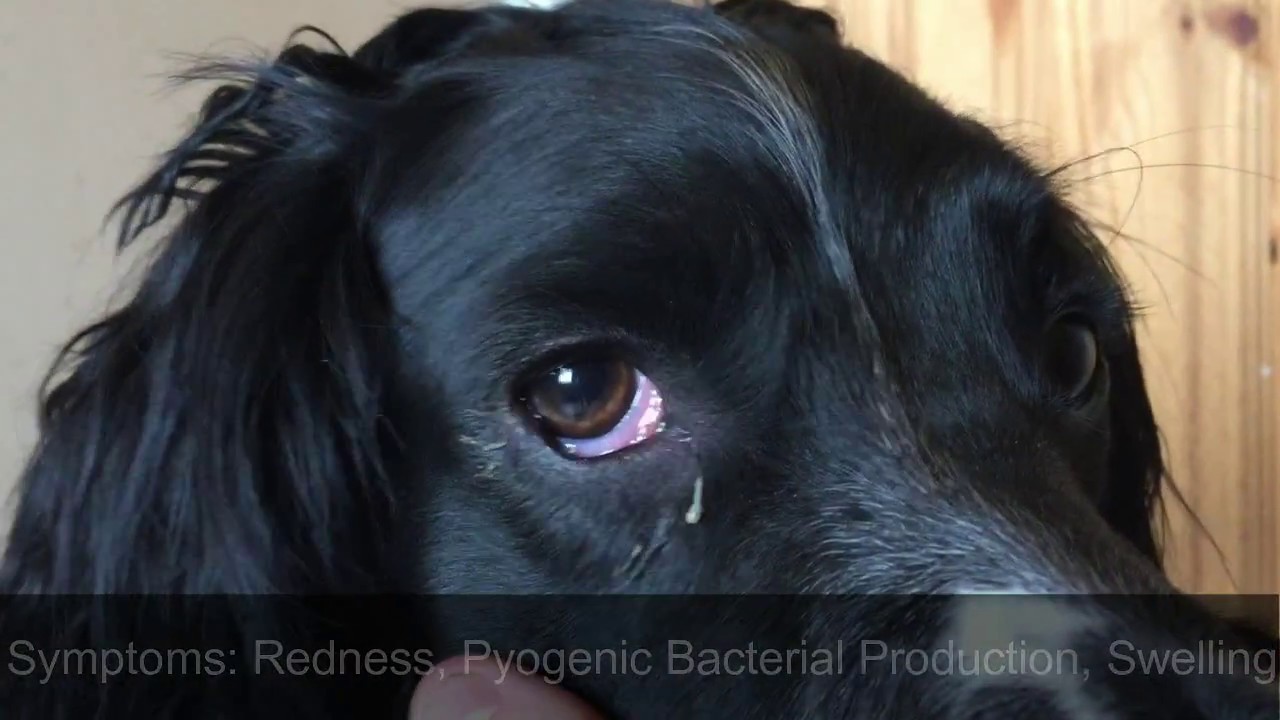 dog conjunctivitis treatment over the counter