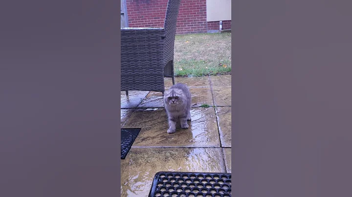 Video 10906931: cat scottishfold funny cutecat, cat scottishfold funny cute, cat funny dance cutecat