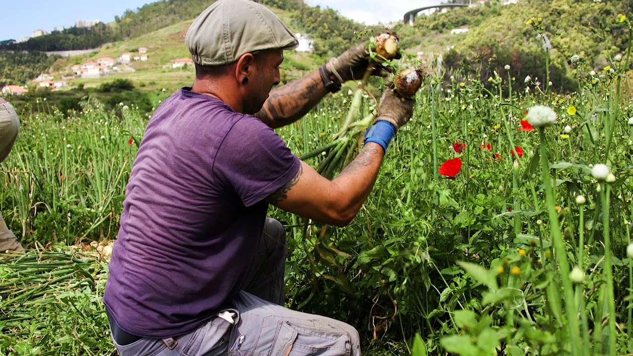 Farming in Madeira island