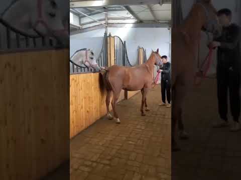 horse mating | #shorts #horse #tiktok