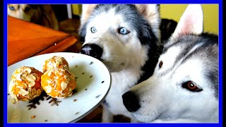 NO BAKE PEANUT BUTTER DOG COOKIES  | Snow Dogs Snacks 49 | DIY DOG TREATS