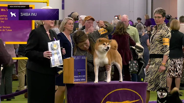 Shiba Inu | Breed Judging 2025