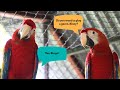 Meet Bluey & Bingo, this year's Scarlet Macaw fledglings!