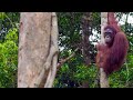 Bungama Island Release Team Dynamics