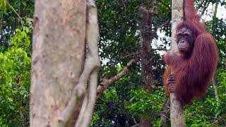 Download Lagu A Newly-Released Orangutan Turns on His Handlers MP3 Download Lagu A Newly-Released Orangutan Turns on His Handlers MP3