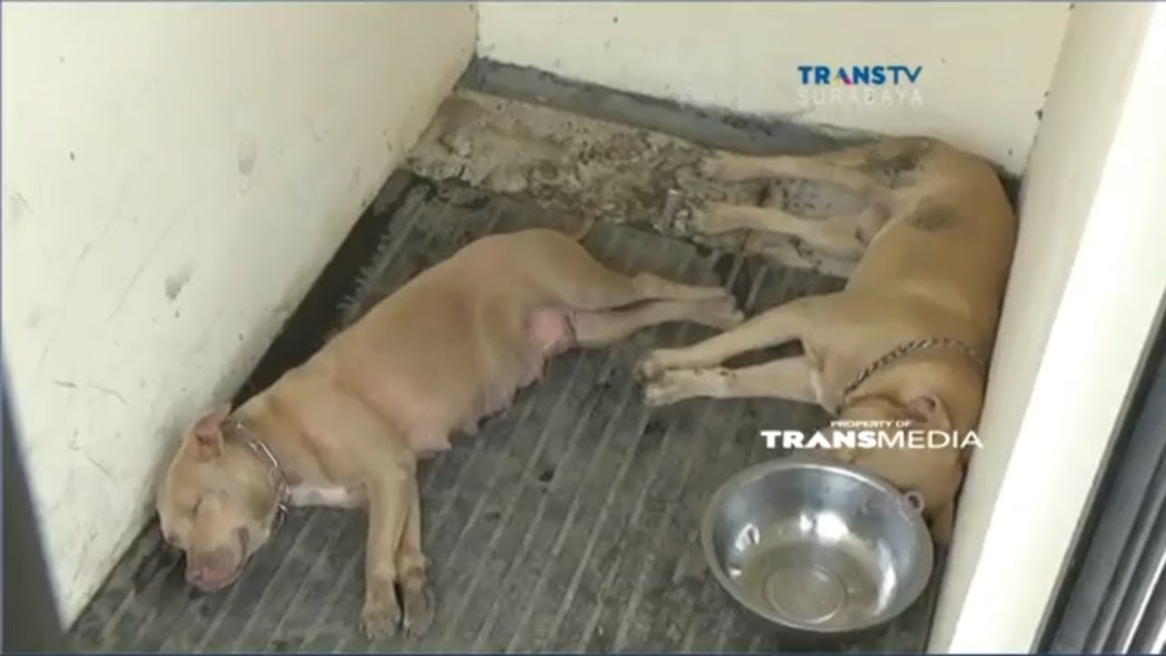 Nasib Anjing Pitbul Yang Menerkam Warga Hingga Tewas Youtube
