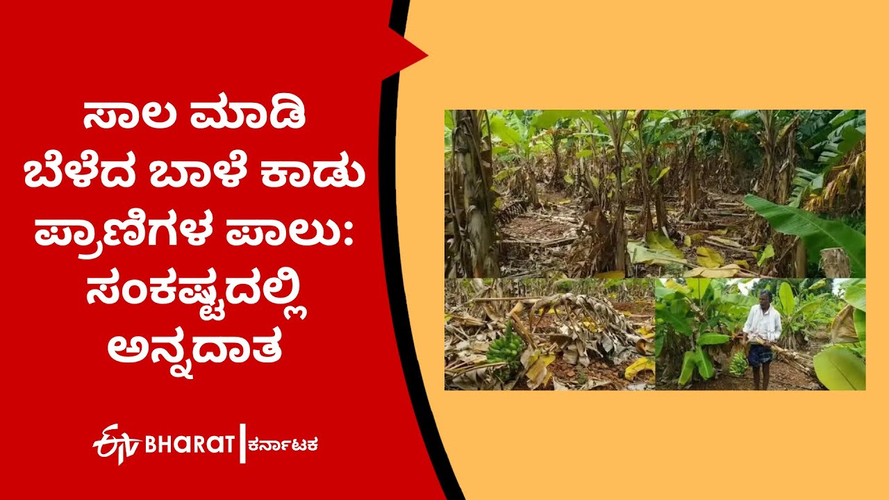 Wild Animals damages Banana crop in Davangere - YouTube