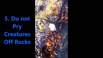 Tips for Fun and Safe Tidepooling