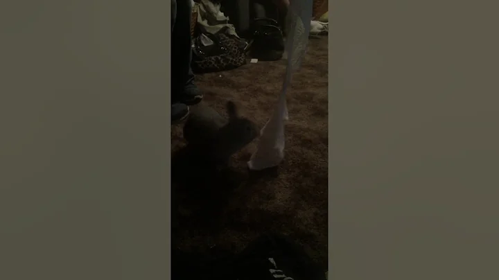 Funny bunny trying to get paper towel