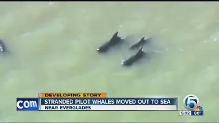 Stranded pilot whales moved out to sea