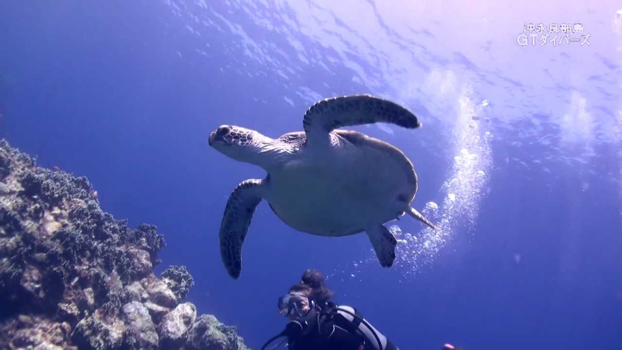 【癒しの島】ウミガメと究極のふれあい・・【沖永良部】