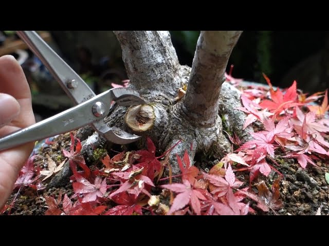 紅葉したモミジの手入れ ♯372 - YouTube