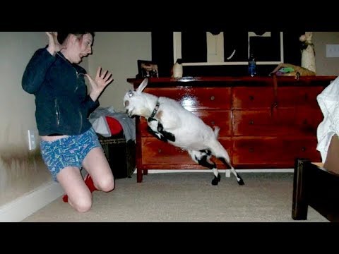 i'm-101%-sure-that-you-will-laugh-extremely-hard!---funny-jumping-goats-videos
