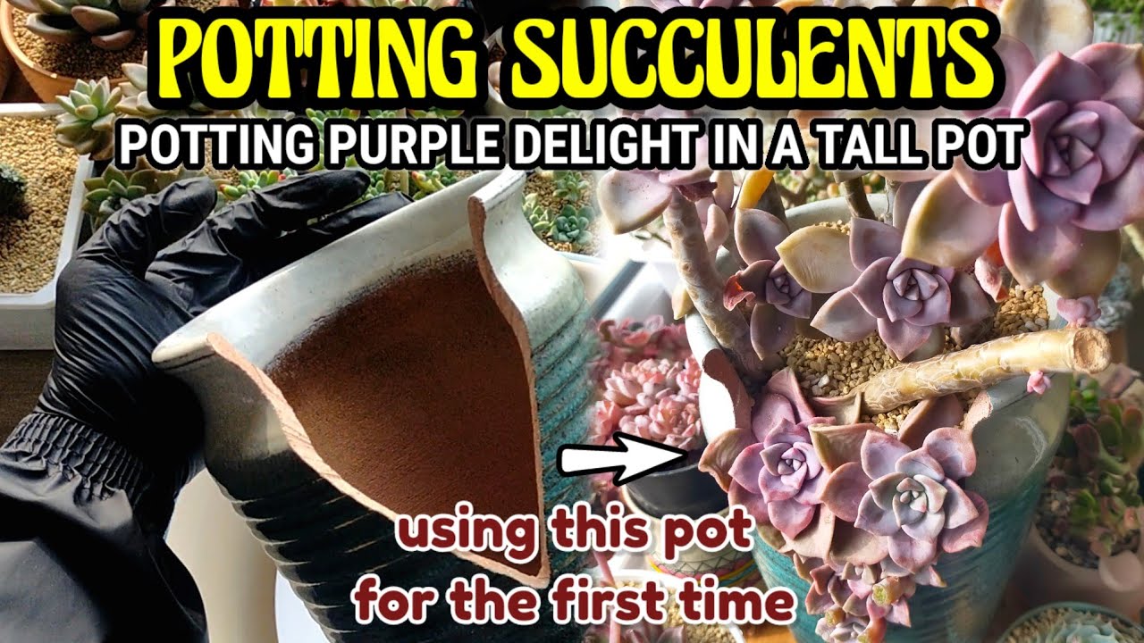 HOW TO POT TRAILING SUCCULENTS IN A TALL POT CARE GUIDE || The basics of planting Succulents 