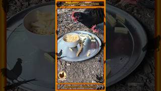 Sind Essensreste gut für Hühner? 🍝🐔 Oder lieber nicht? #Shorts #Hennenwelt #hühner #chicken #viral