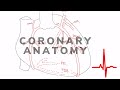A Cardiologist Teaches Coronary Anatomy.  An Easy Cardiology Tutorial.