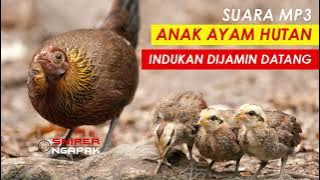 BARU TAHU TERNYATA BEGINI CARA MEMANGGIL INDUK AYAM HUTAN