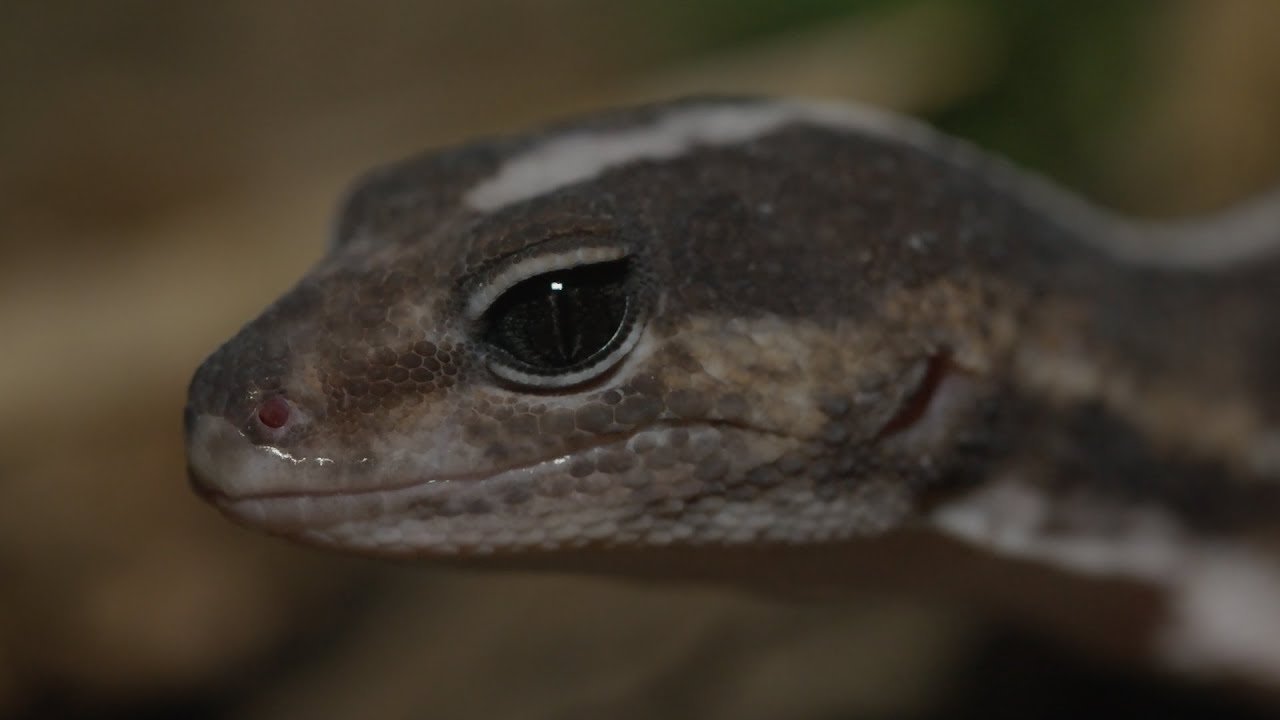 Fat-Tailed Gecko: Zilla Beyond the Glass -- Season 2, Episode 3