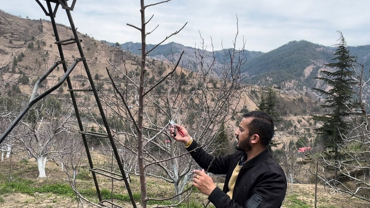 Medium Density plant Pruning after 5-6 years🌲 @avnishchauhanavodhali8034