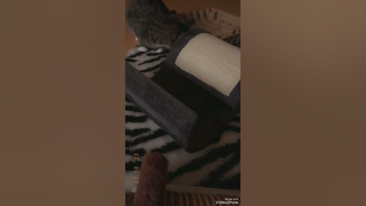 Ist das neu 🤔oder doch nur mit Perwoll gewaschen 🐱😇👍 YouTube