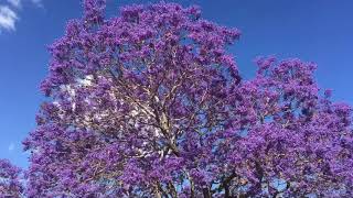 Jacaranda Time