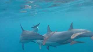 My Son Joey, Swimming With The Dolphins Off The Kona Coast