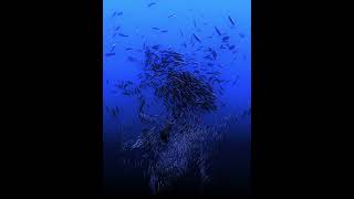 fish dancing Using TouchDesigner POPS