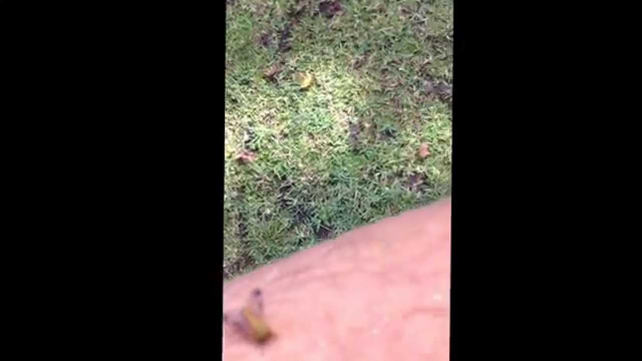 Yellow Fly biting me. YouTube