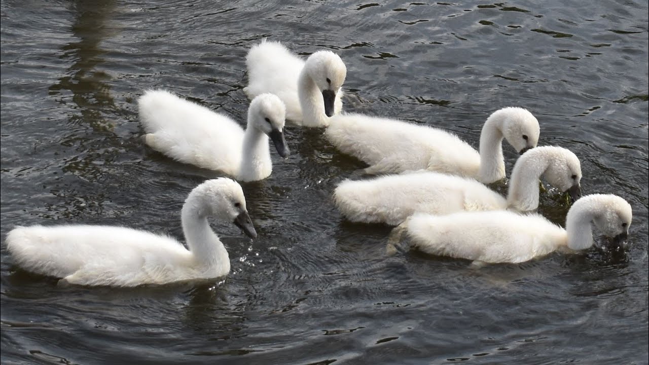 Mute Swan Cygnets & Canadian Geese Goslings at Wilcox Lake - YouTube