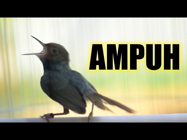 Prenjak TAMU manapun diJAMIN NYAUT GACOR dengan pancingan Prenjak ini class=