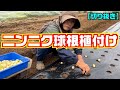 【ニンニク】植付けひとつでもノウハウがいっぱい【78歳長年の知恵】