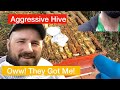 Re Queening an Aggressive Hive
