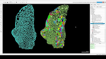 Tutorial Video S1 Manual and semi automatic parent labelling